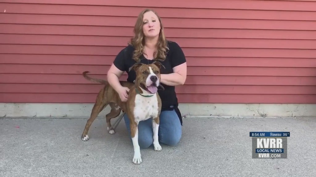 Pet Connection