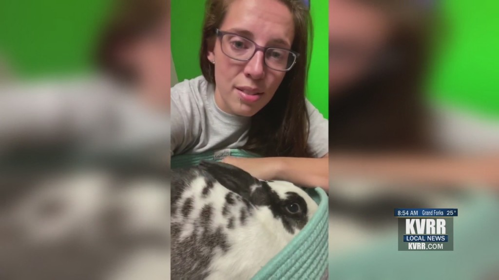 Pet Connection