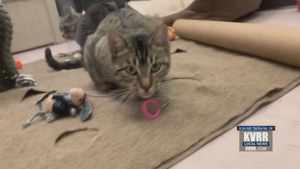 Pet Connection