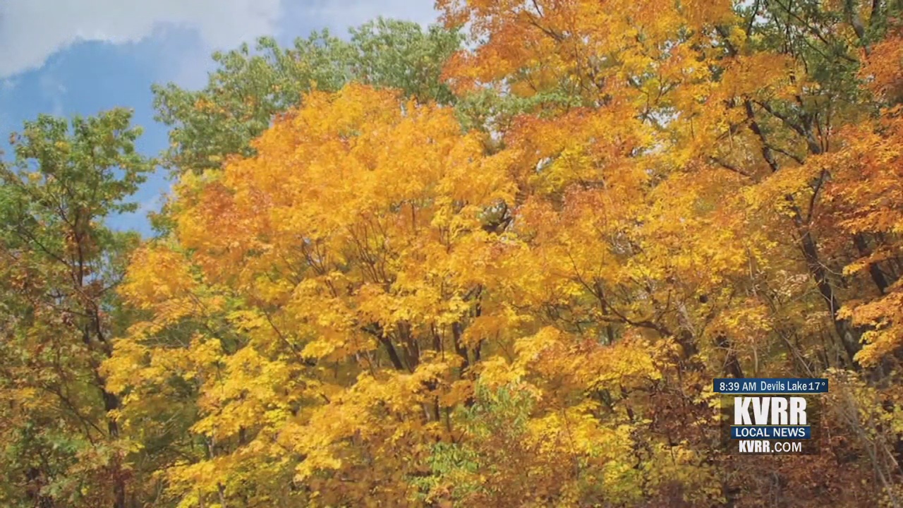 Melinda's Garden Moment What Gives Fall Leaves Their Color? KVRR