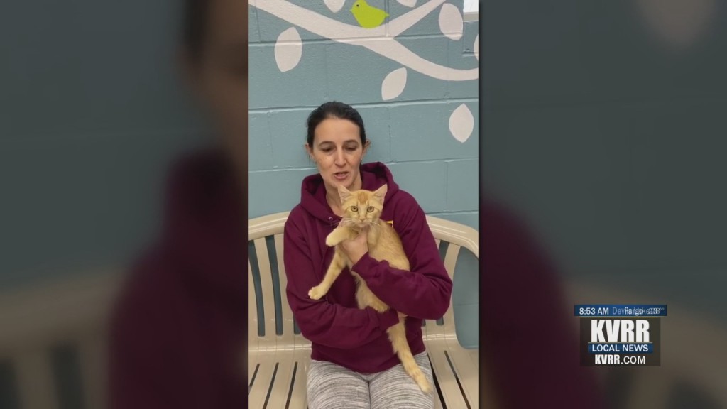 Pet Connection
