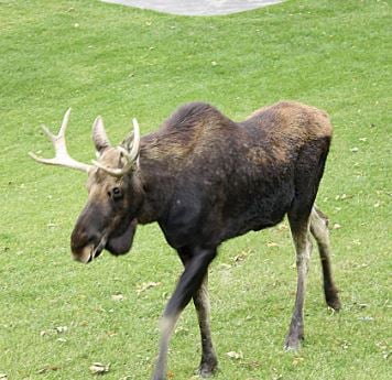 Moose Ndgf Pix Bismarck Photo