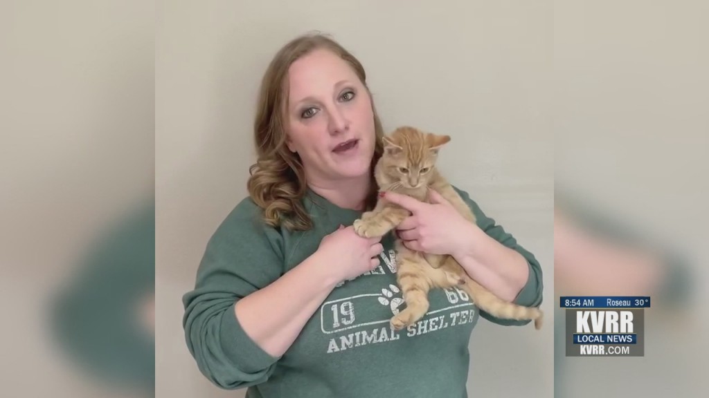 Pet Connection