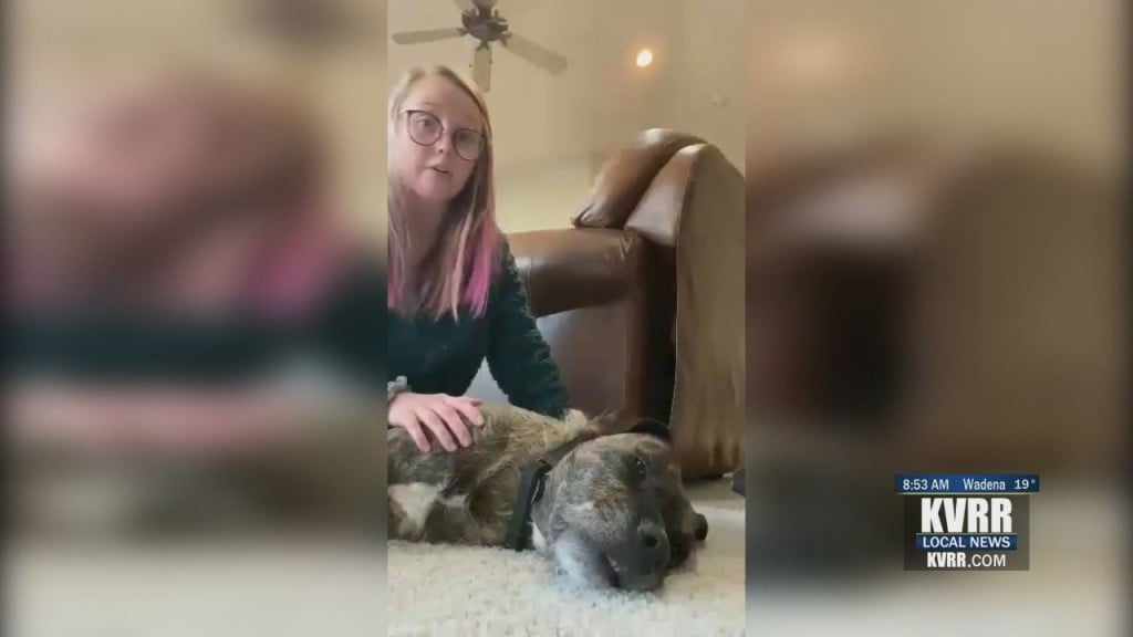 Pet Connection