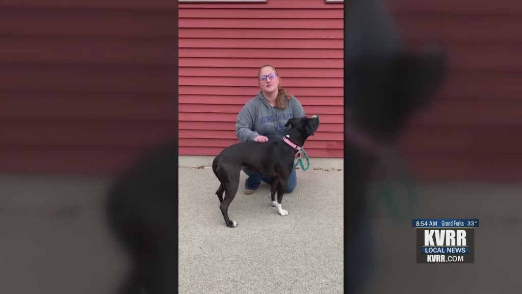 Pet Connection