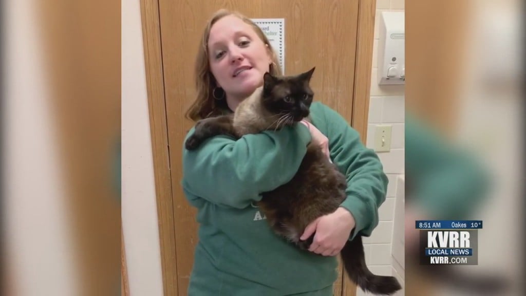 Pet Connection