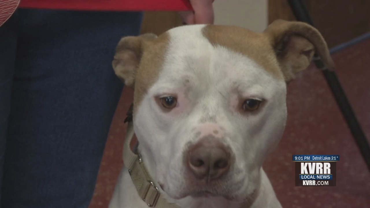 Federal Lawsuit Aims To End Pit Bull Ban KVRR Local News   56cceba144191ccb7cb3b436cf5ebe357da1bc25 