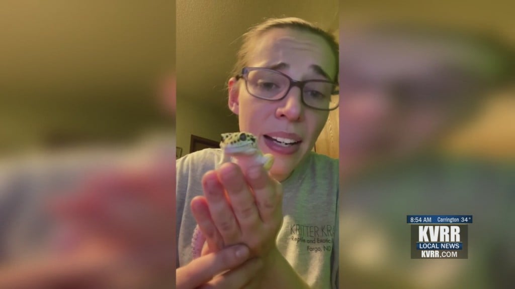 Pet Connection