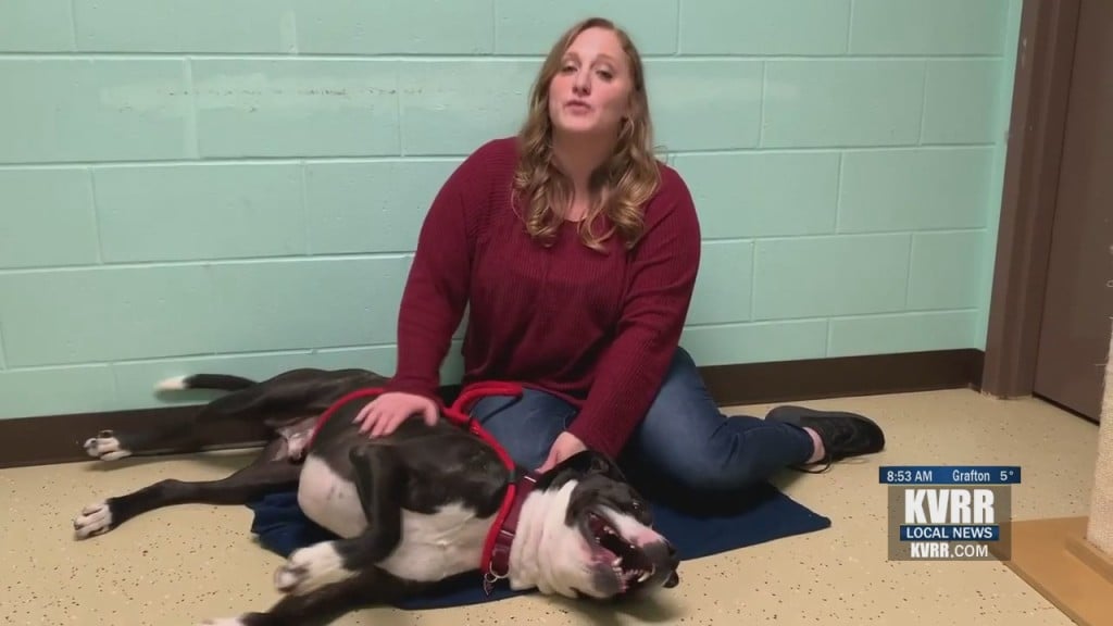 Pet Connection