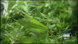 Nd Marijuana