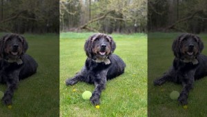 Dog In Stolen Car