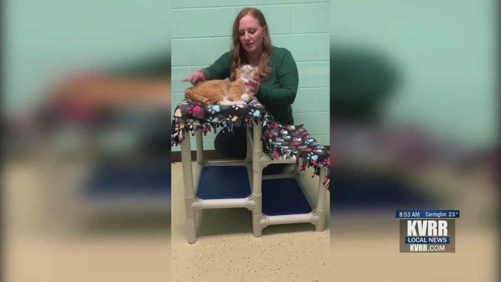 Pet Connection
