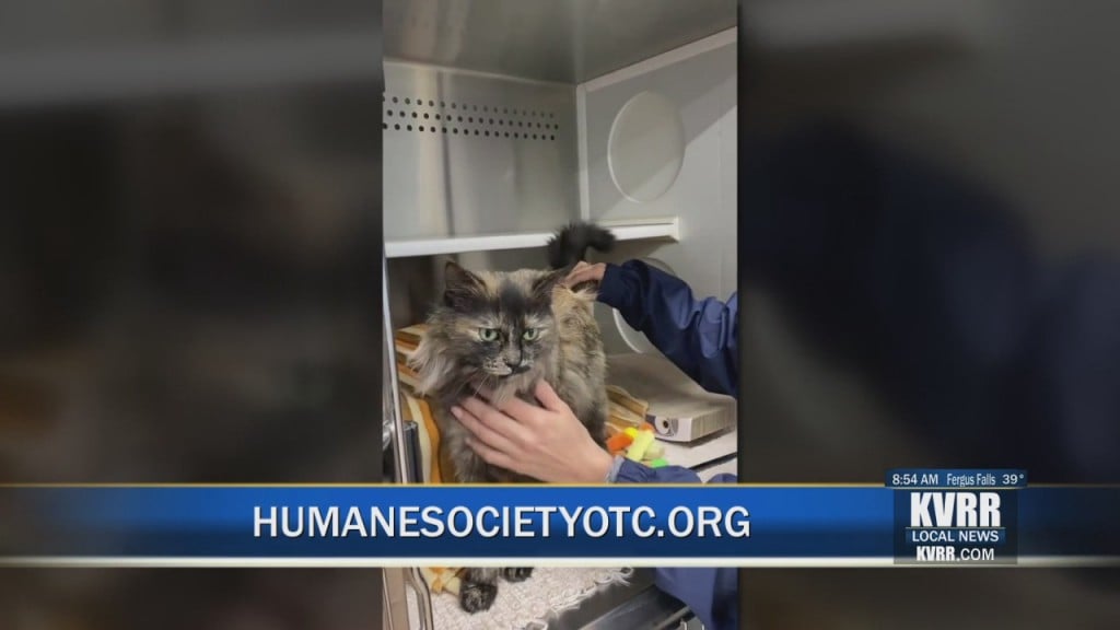 Pet Connection