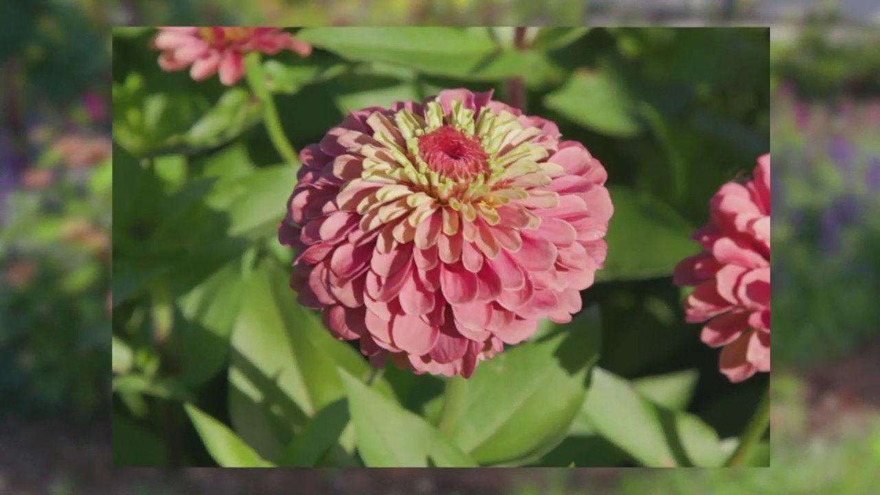 Melinda's Garden Moment Grow Your Own Bouquets KVRR Local News