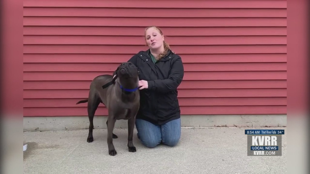 Pet Connection