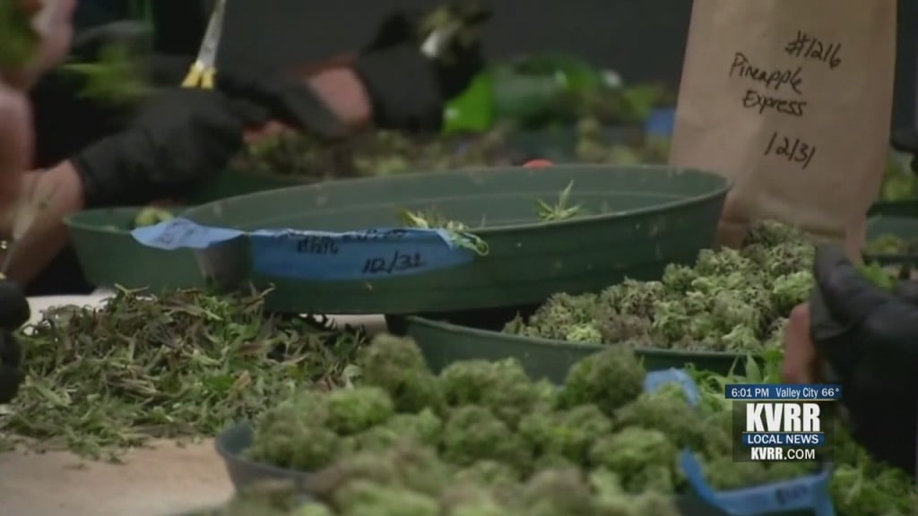 Mn Marijuana