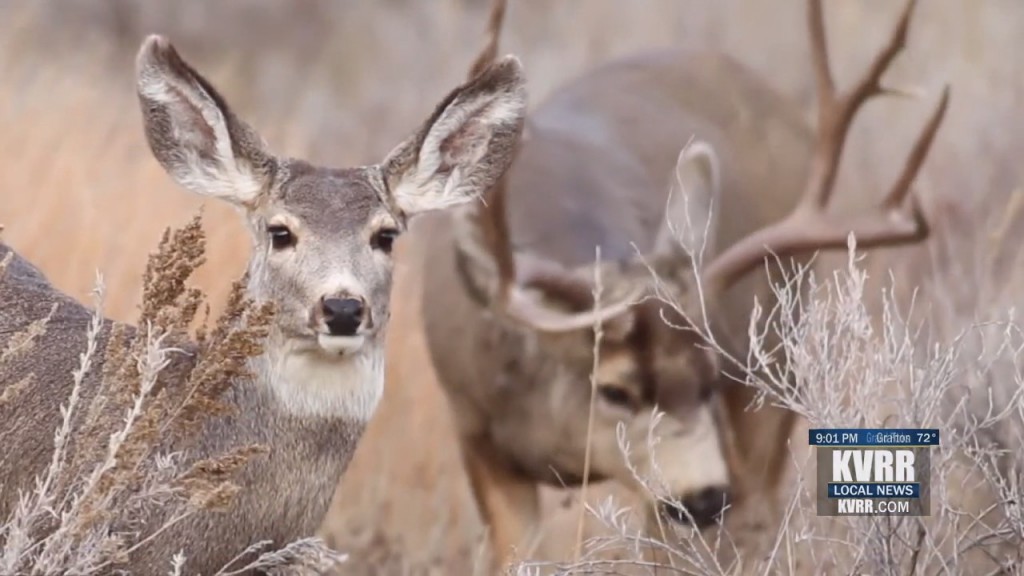 Fargo Wildlife Management