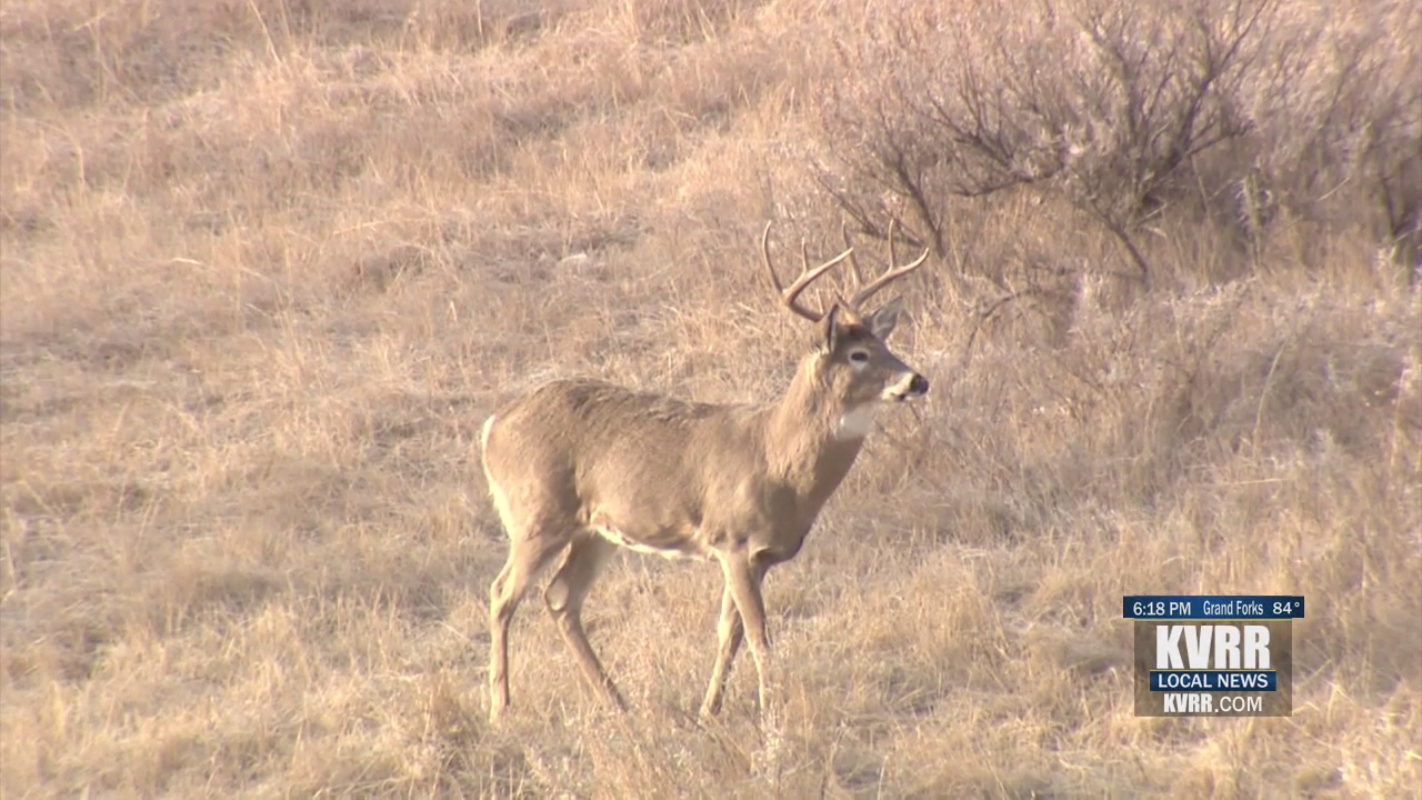 ND deer hunting license deadline approaches KVRR Local News