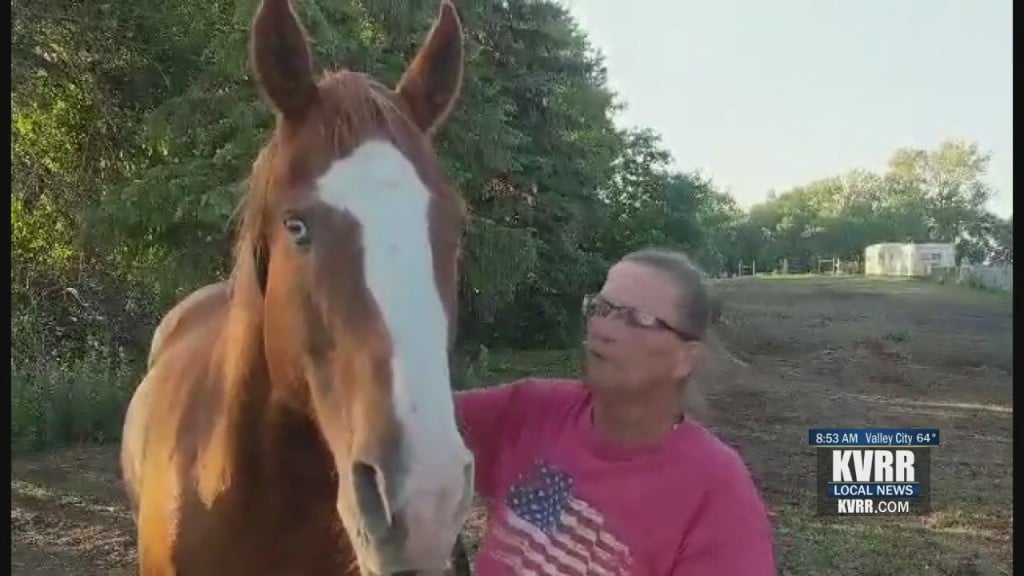 Pet Connection
