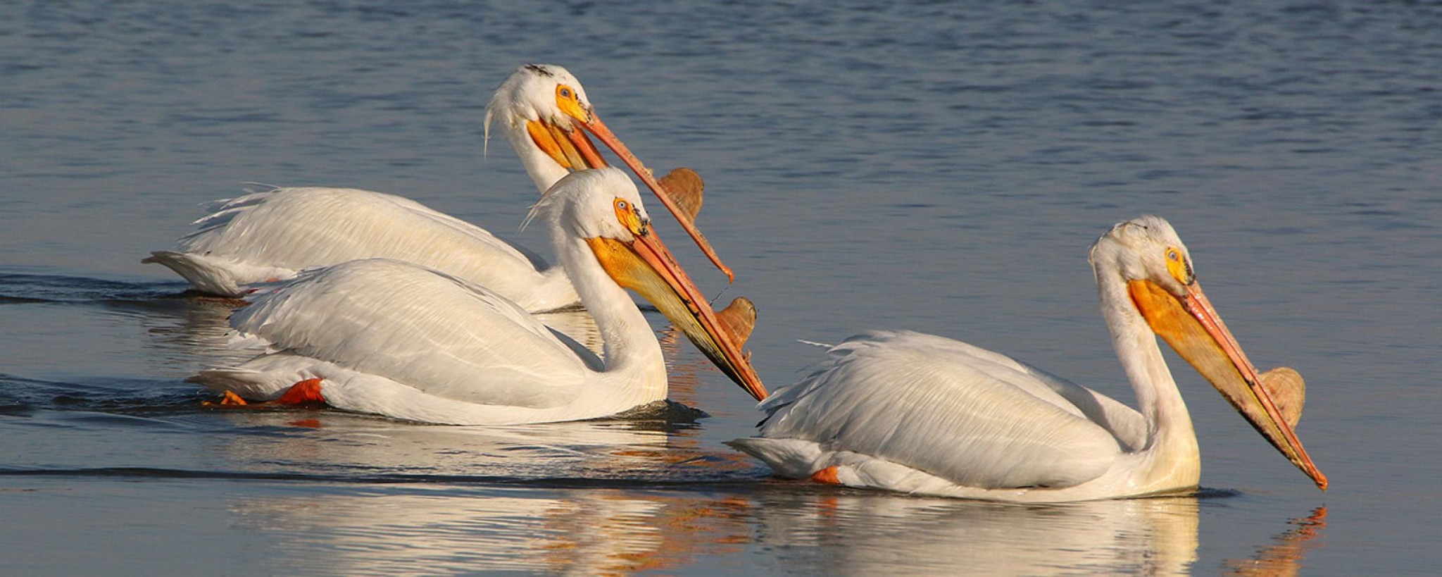 Drought May Be Driving Up North Dakota Pelican Population Kvrr Local News