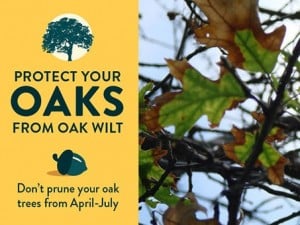 Oak Wilt Banner 1