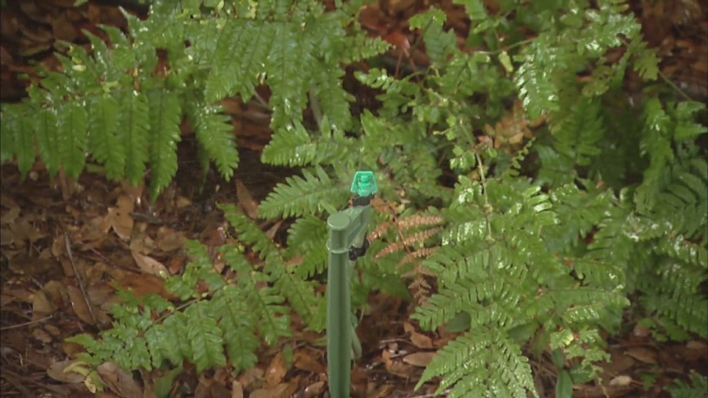 Thinking Green