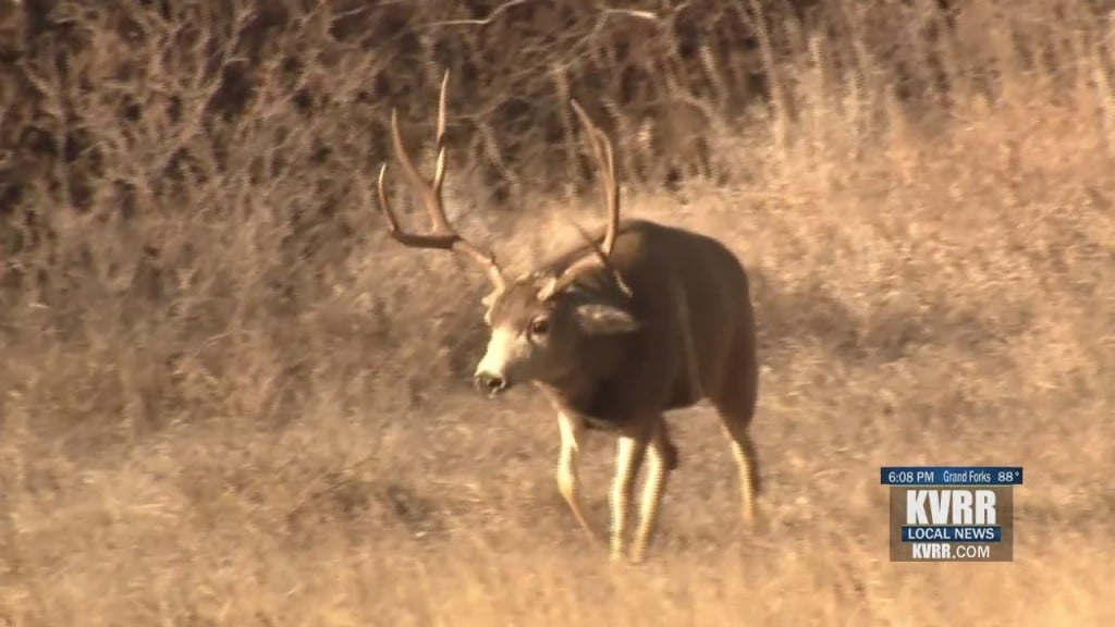 Wildlife Management