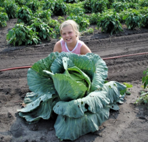 Cabbage 112521