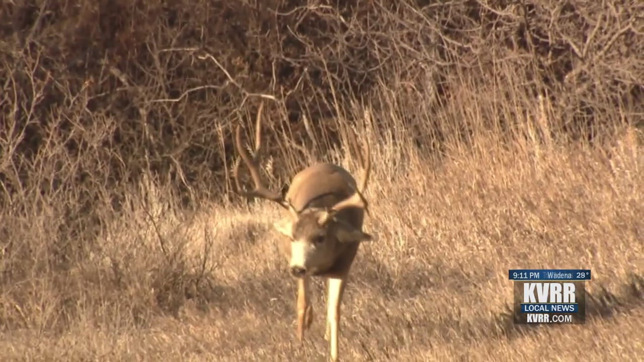 Eastern ND Hunters Asked To Donate Deer Heads For Chronic Wasting ...