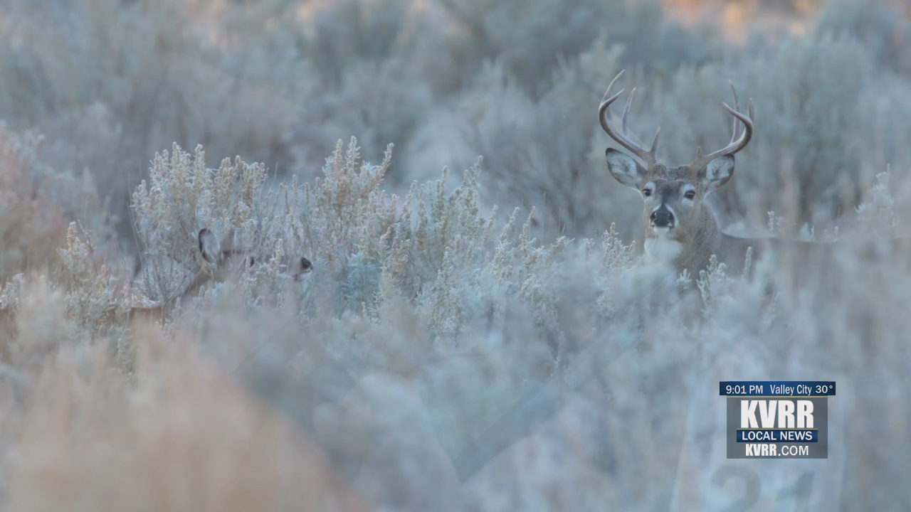 What to look out for this year as deer season to begins this weekend in