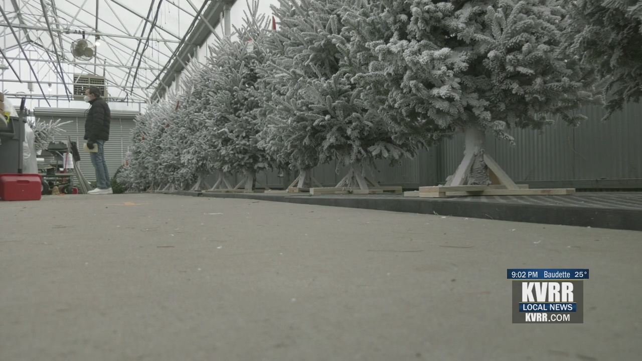 Christmas tree shortages hit locally KVRR Local News