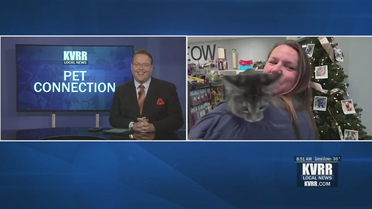 Pet Connection: Meet Thimble & Button - KVRR Local News