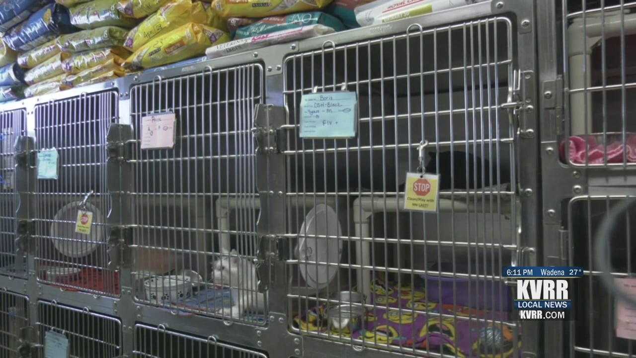 Homeward Animal Shelter sees increased donations from Betty White ...