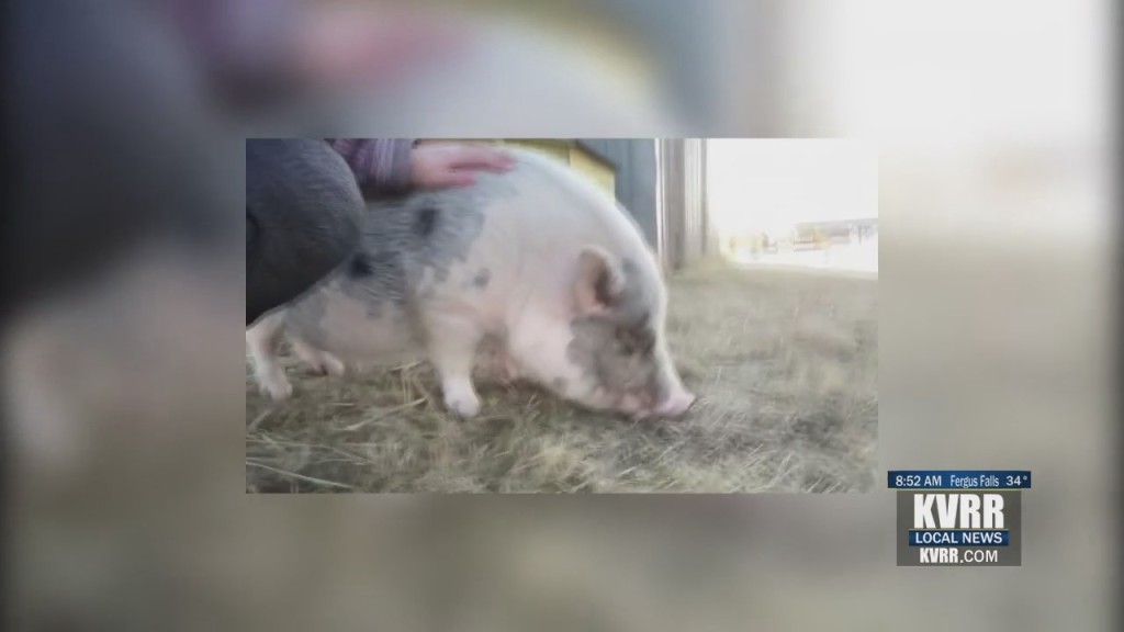 Piggy