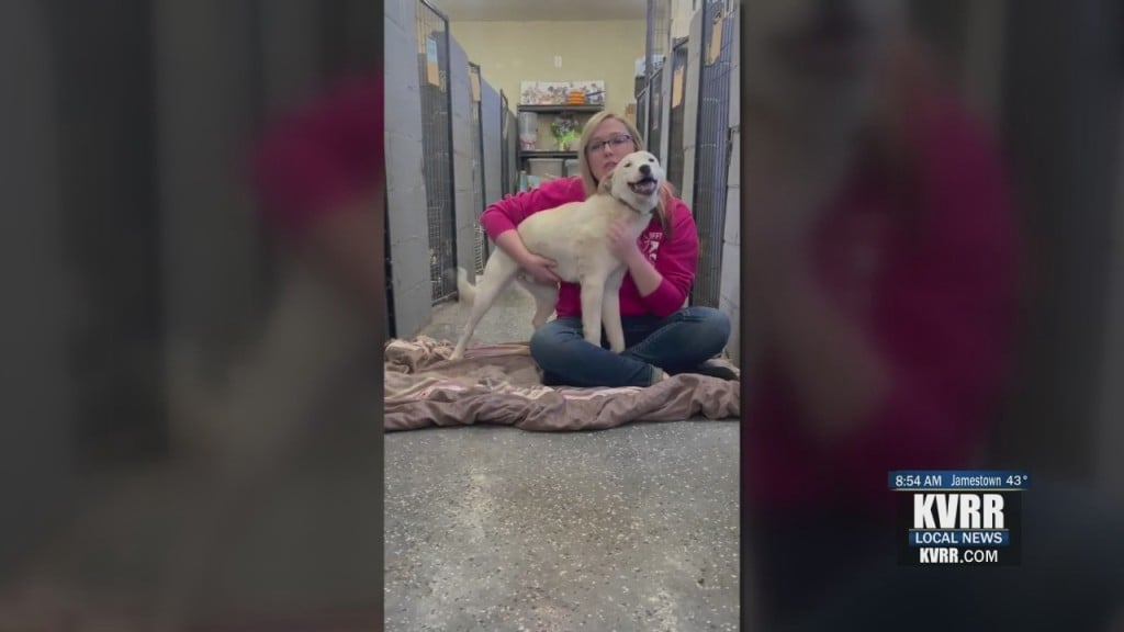 Pet Connection