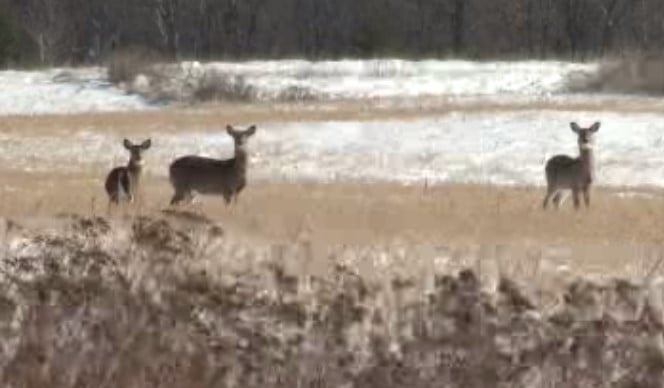 Deer Hunt 051122