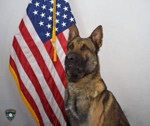 West Fargo Pd K 9 Thor