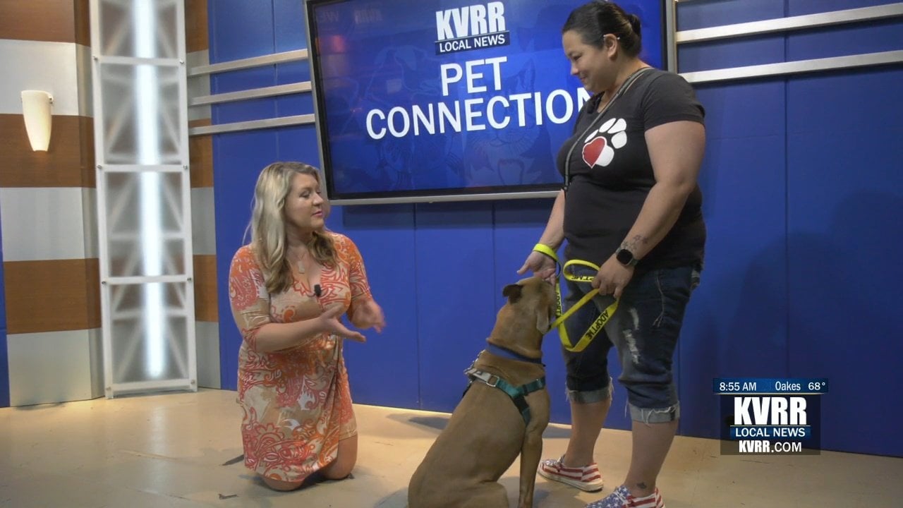 LIVE: Pet Connection: Meet Hammy - KVRR Local News