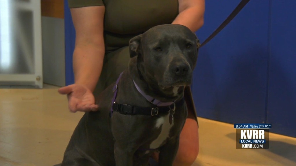 Pet Connection Marney