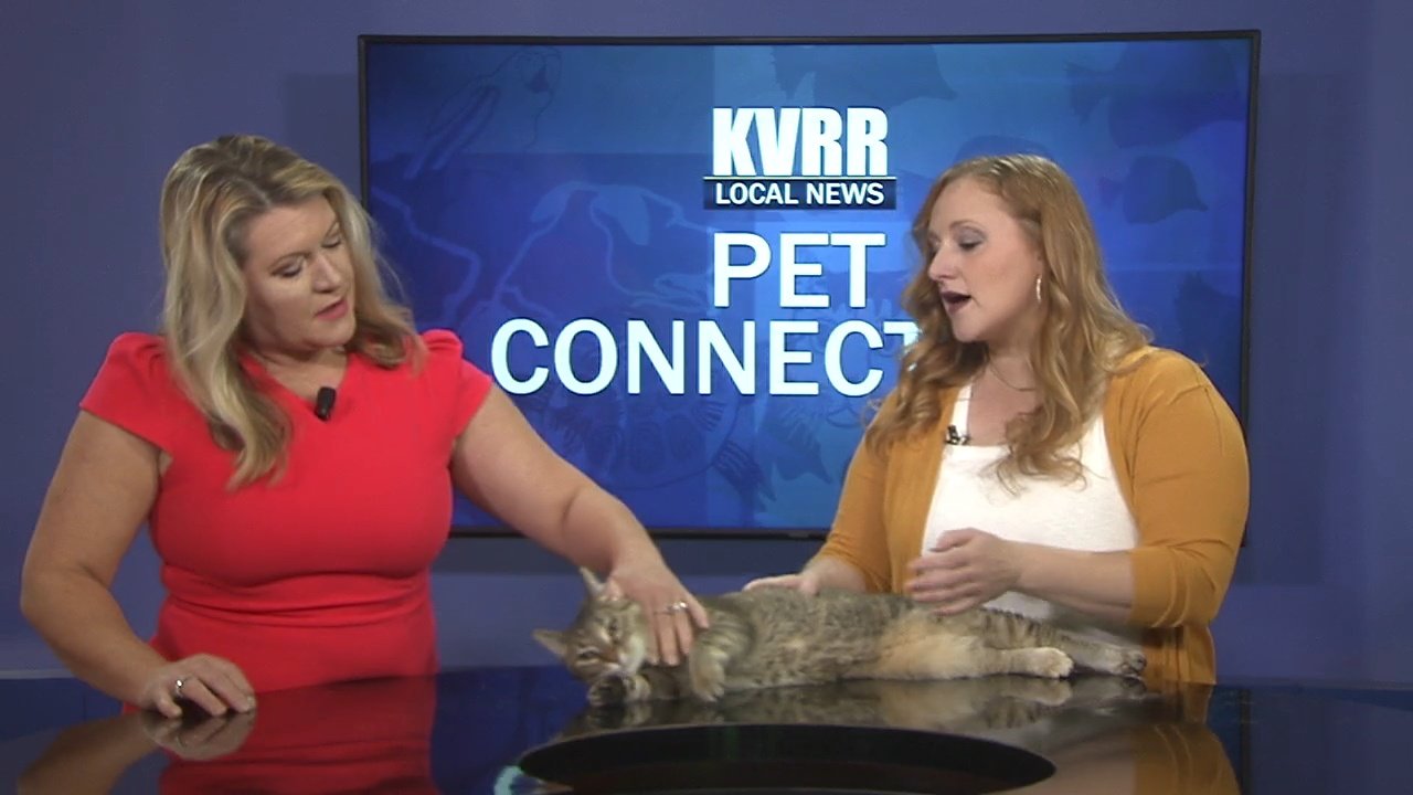 LIVE Pet Connection Meet Arlene KVRR Local News