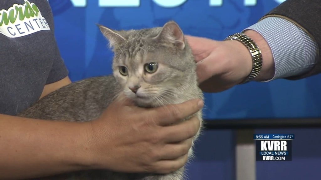 Pet Connection