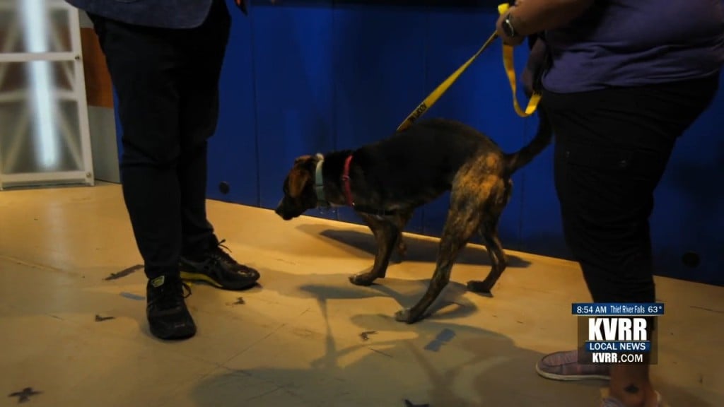 Pet Connection