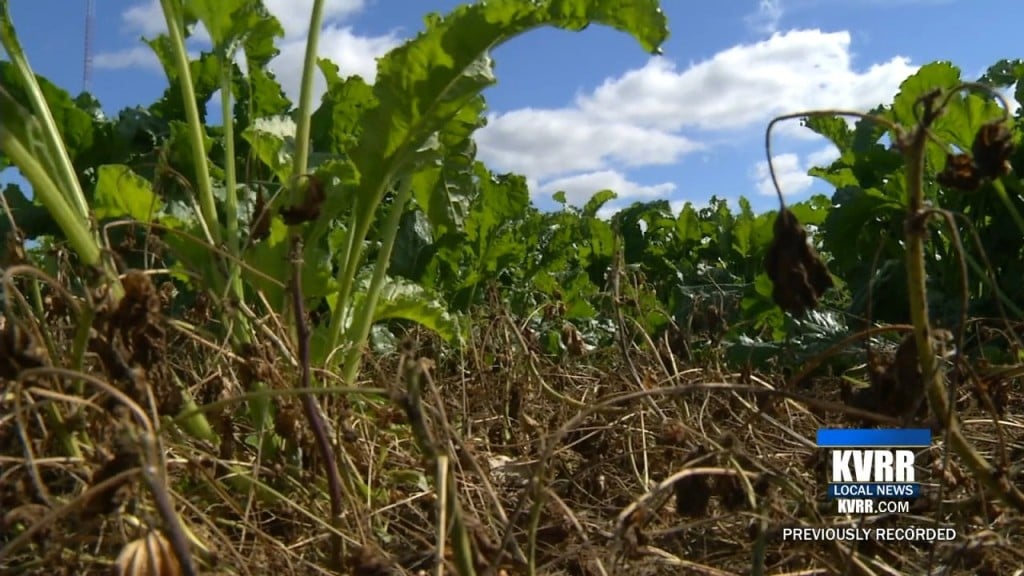 Sugar Beet Harvest