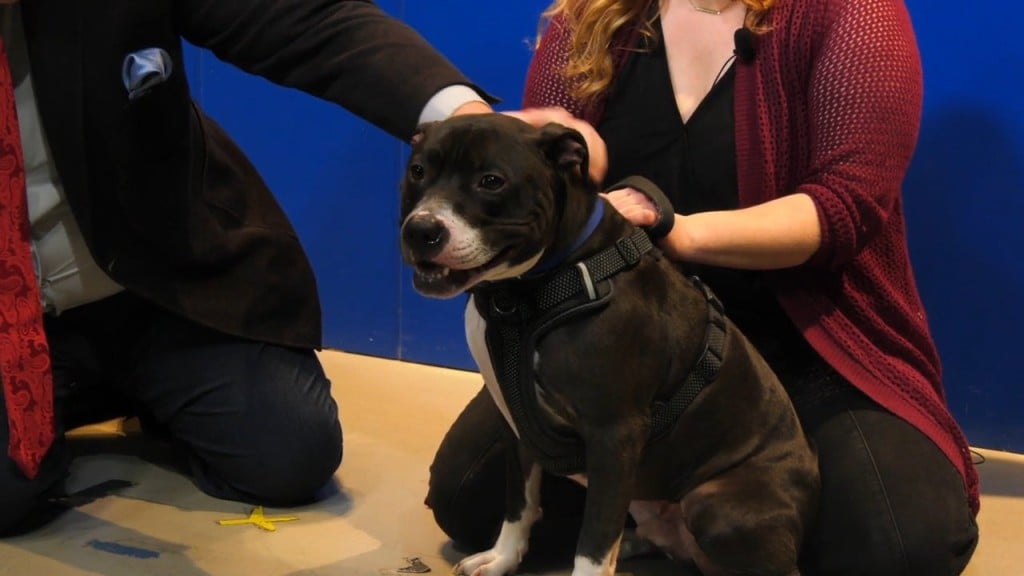 Pet Connection