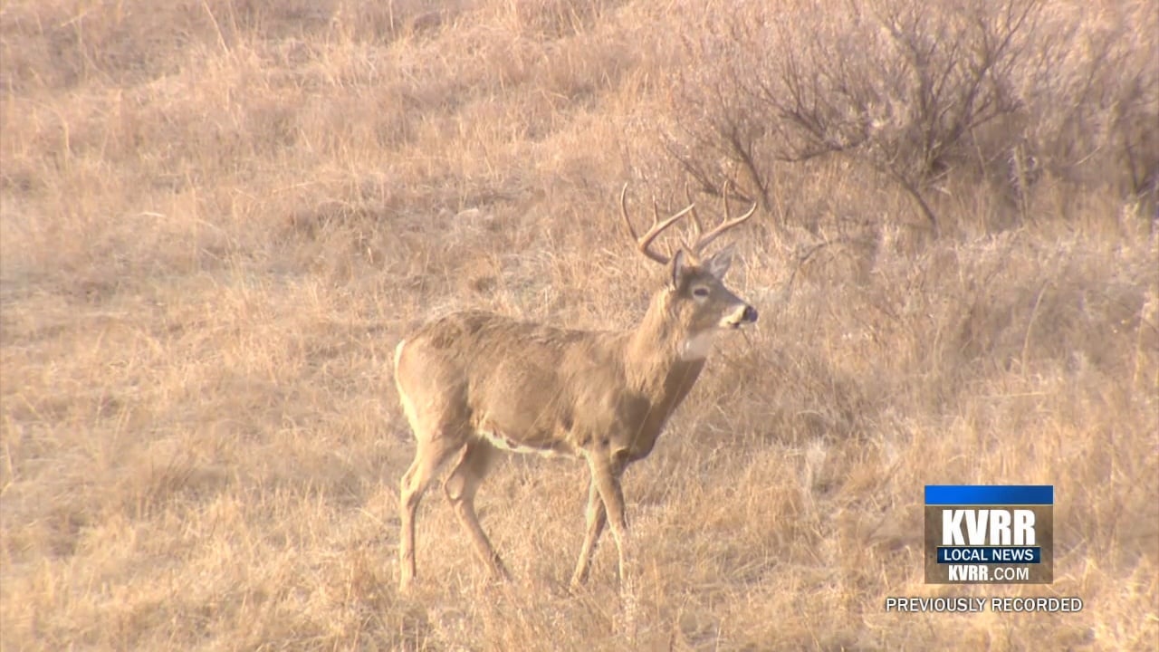 Safety tips from a biologist as deer hunting season begins in ND & MN