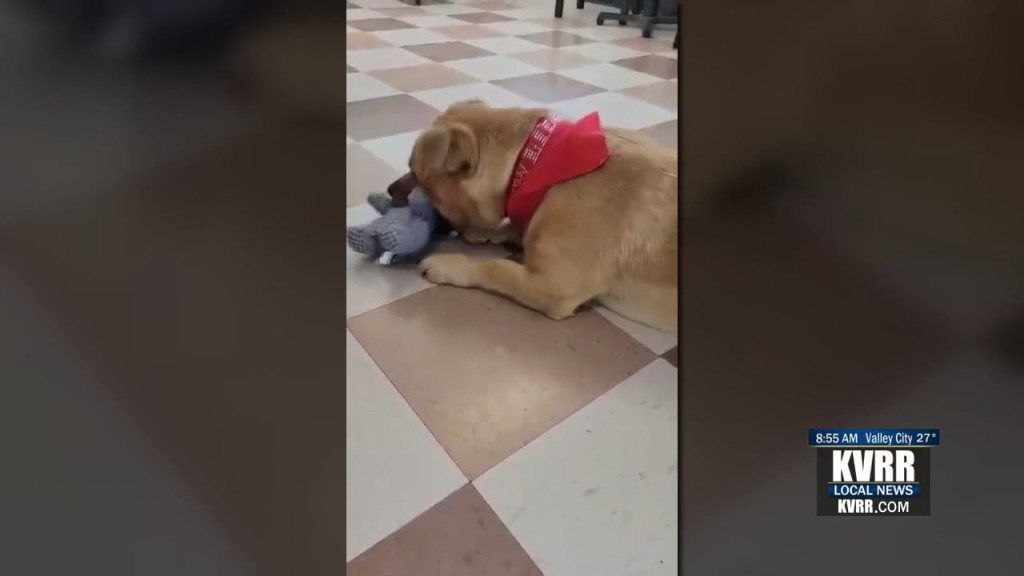 Pet Connection