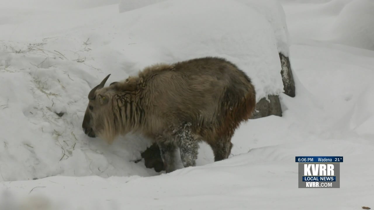 Gorgeous Red River Zoo Animals Embrace April Snowfall Landscape Collection Gorgeous Red River Zoo Animals Embrace April Snowfall Landscape Collection