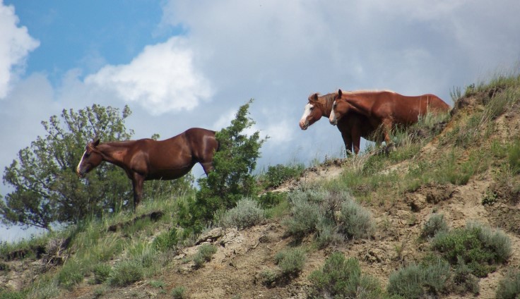 Public comments allowed on plan related to wild horses, cattle at ...