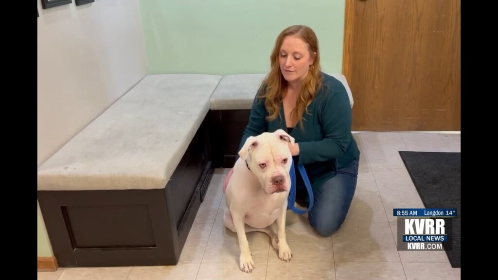 Pet Connection