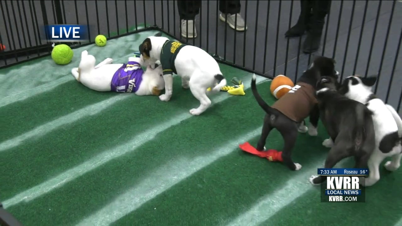 LIVE: Adorabowl! Adoptable Athletes Play in Puppy Bowl - KVRR Local News